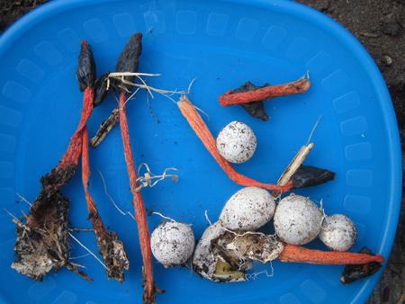 seed-fungi