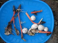 seed-fungi1